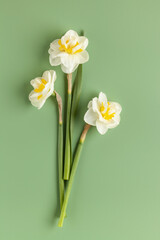 Daffodil flowers on green background. Concept of St. David's Day. World Daffodil Day.