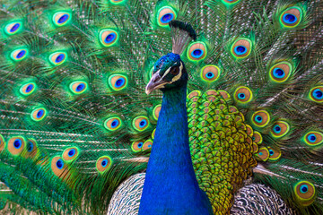 Fototapeta premium peacock with feathers out