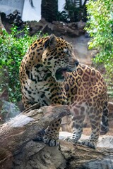 Naklejka na ściany i meble leopard in the Loro park zoo