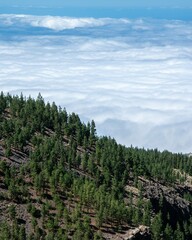 El Teide forest in the mountains