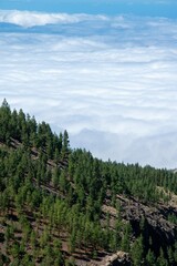 El Teide forest in the mountains