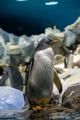 penguin on the rocks in Loro park zoo