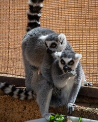 Monkey park lemur