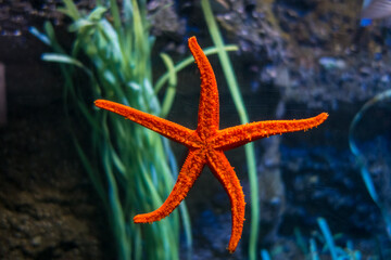 Starfish in ocean