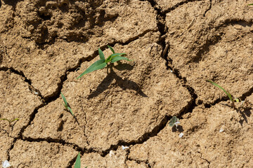 dry land in the dry season Drought, ground cracks, no hot water. Lack of humidity effect from global cracked soil in drought abstract nature background with cracked soil