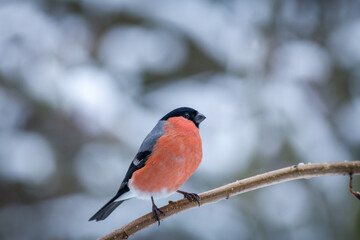 Pyrrhula pyrrhula (Common harrier bird)