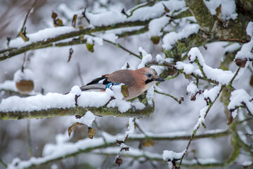 common jay bird on the branch in winter