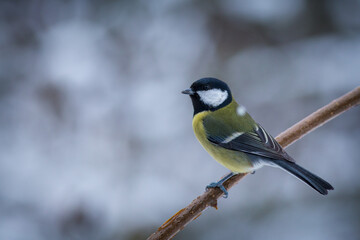 Obraz premium Great Tit bird on the branch