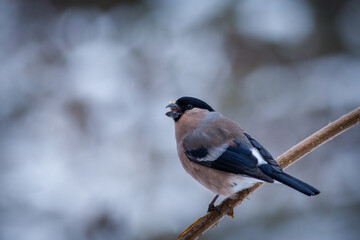 Pyrrhula pyrrhula (Common harrier bird)