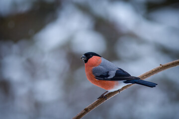 Pyrrhula pyrrhula (Common harrier bird)