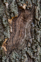 tree bark background. Brown tileable texture of the old tree