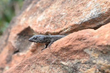 Black girdled lizards inhabit rocky outcrops on Table Mountain, South Africa