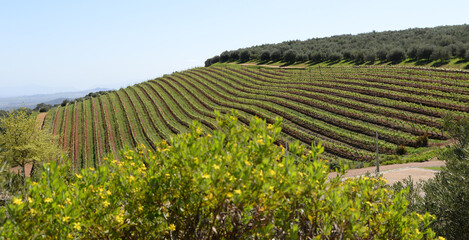 Fototapeta na wymiar Vineyards in the surroundings of Stellenbosch, South Africa