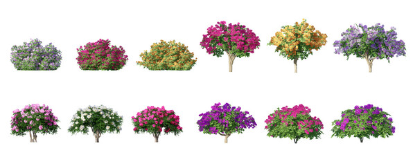 Collection of 3D flowers Trees Isolated on PNGs transparent background , Use for visualization in architectural design	
