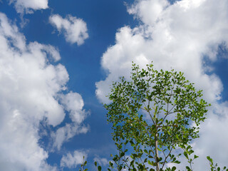 Low angle shot, Upwards view, Look up of Green Leaves and Tree Branches against clear bright  Blue sky with Copy space