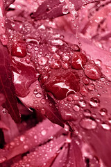 Background Color of the year 2023 viva magenta. Trendy colors concept