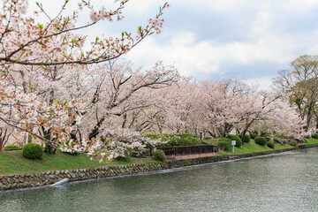 Fototapeta na wymiar 小城公園の桜祭り「佐賀県」
