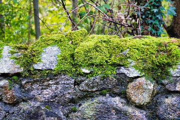 moss on stone wall