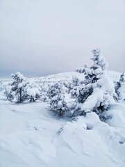 Snow-covered fir trees on top of Volosyanaya mountain, Kandalaksha, Kola Peninsula, Murmansk region. Winter northern cloudy day landscape with copy space. 