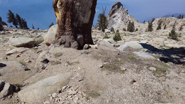 Marmot at Base of Foxtail Pine on Alta Peak in Sequoia National Park