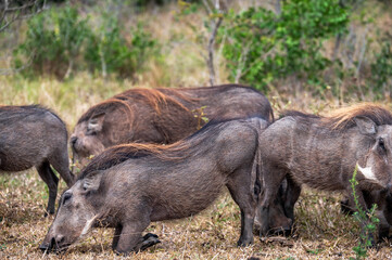 Family of Warthogs
