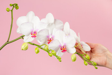 Woman's hand holds branch of phalaenopsis orchid flowers on pink background.
