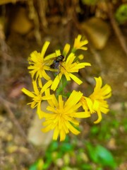 A bee on a small yellow flower close-up
