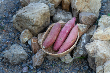 Fresh sweet potato in basket prepare for bake with charcoal and stone. Autumn camping ingredient and food concept.