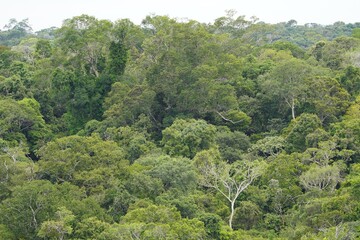 There is still existing rainforest. Here near Cidade de Deus, Manaus - Amazonas, Brazil.