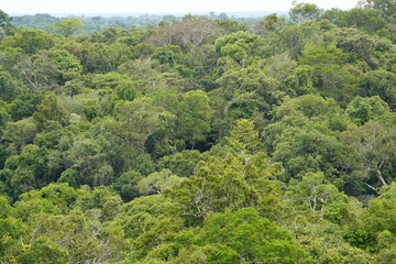 Fototapeta na wymiar There is still existing rainforest. Here near Cidade de Deus, Manaus - Amazonas, Brazil.