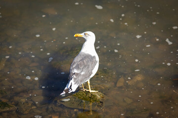 Gaviota patiamarilla (Larus michaellis)