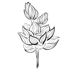 Graphic drawing of a lotus on a white background for logo, advertising.