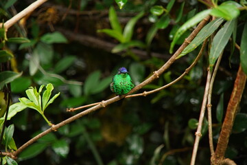 Violet-capped Woodnymph Hummingbird on a branch
