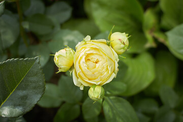 Yellow of Rosa Line Renaud, Mary Rose, Charles Rennie Mackintosh in the garden. Summer and spring time.