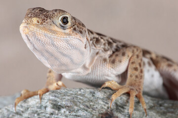 A Long-nosed Leopard Lizard resting on a rock
