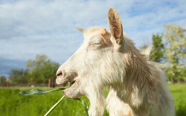 Close up of white goat on the field. Goat in the farmyard is eating green grass.