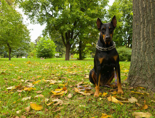 Doberman dog on the street in beautiful autumn weather