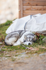 Husky - Snow Dog - Chien de Motagne qui se repose 
