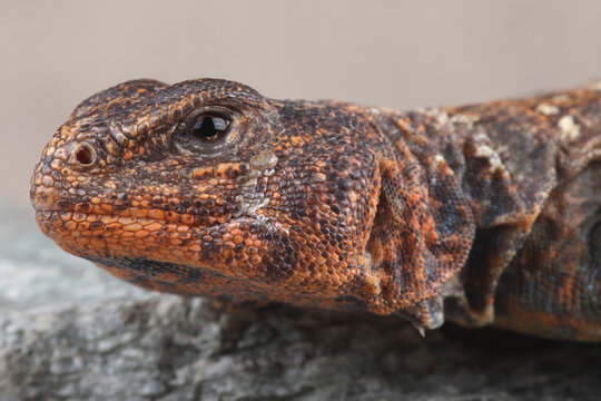 An Ocellated Spinytail on a rock
