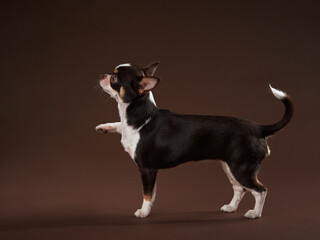 tricolor chihuahua on brown background in studio 