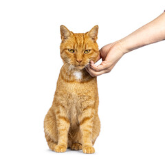 Male ginger senior house cat, sitting up facing front. Human hand petting it on the head. Isolated on a white background.