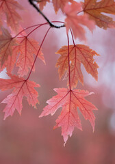 Closeup of red maple in autumn,