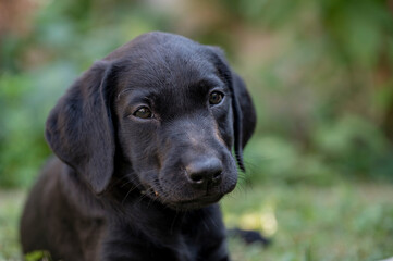 Portrait of a cute black labrador retriever puppy