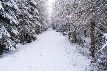 Woodland trail with animal tracks in the snow