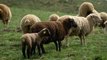 sheep graze in a green meadow. sheep in the pasture. a flock of sheep