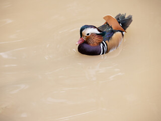 Mandarinente schwimmt in einem Bach