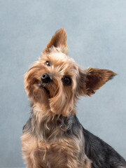 Portrait of a dog on blue background