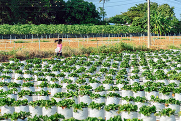 Happiness young girl having fun and cheerful in the organic strawberry farm on warm sunny day. New generation with agriculture. Kid on strawberry plantation field. Outdoor summer fun in countryside.