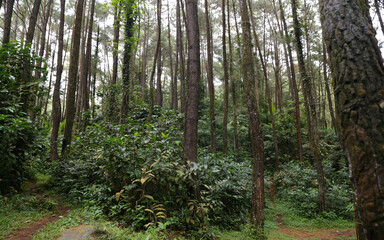 Beautiful and dense pine forest at the foot of Mount Salak.