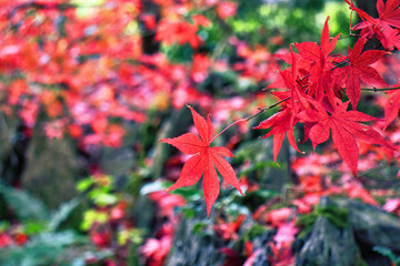 red maple leaves